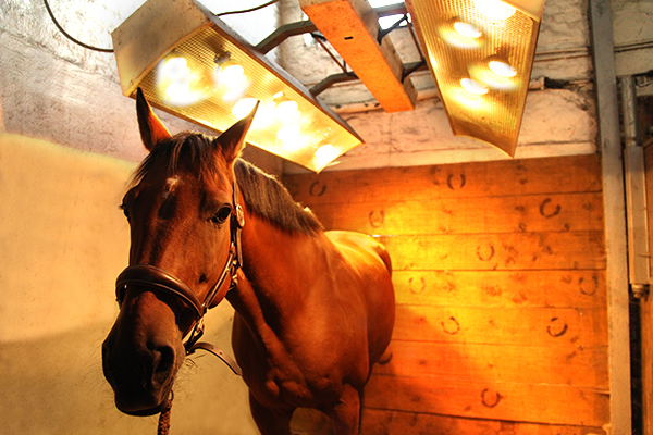 solarium pferd regeneration